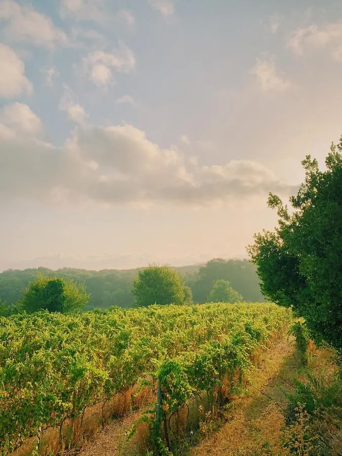 Can Bufi - Hotel & Winery Spain